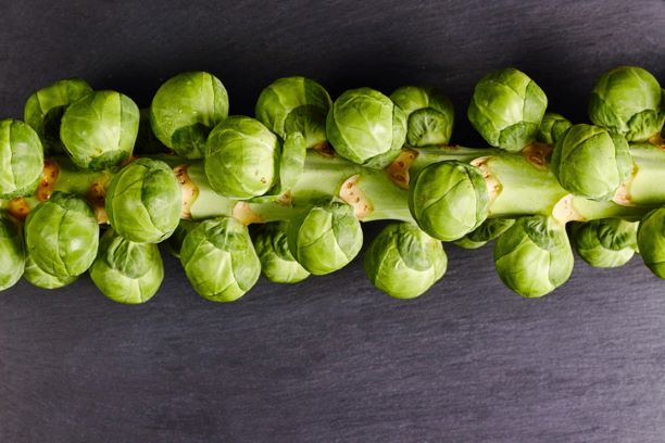 Sprout Stalk - Locally grown in Braunton