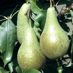 Packham Pears - each
