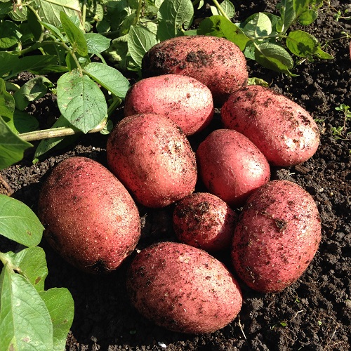 Red Rooster Potatoes - 1kg