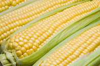 Corn on Cob - Twin Vac Pack