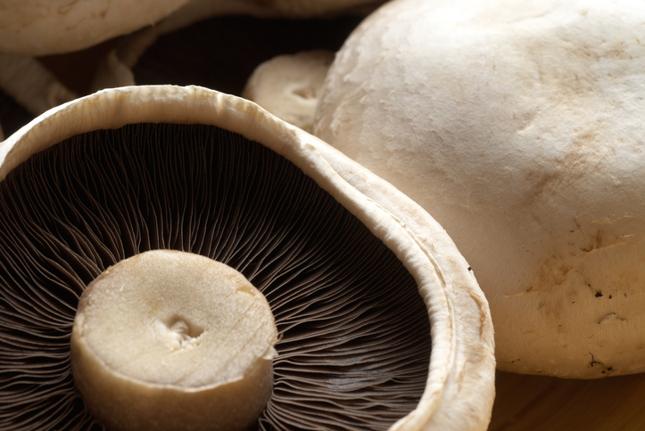 Flat Mushroom - each