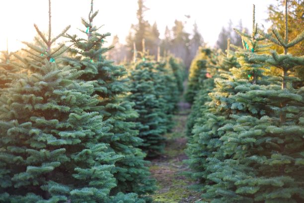 Christmas Trees - Nordman Fir - 6ft - 7ft tall