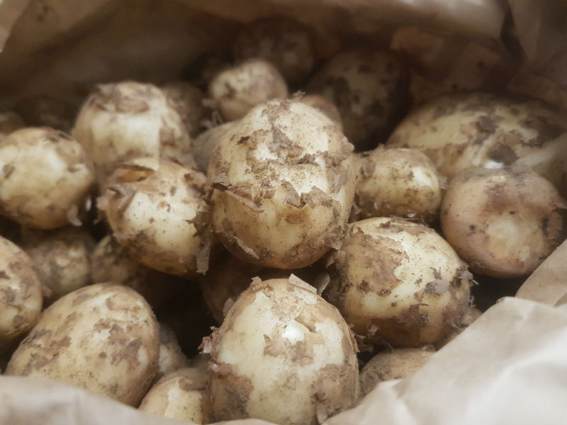 Braunton New Potatoes - 1 kg