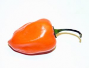 Peppers - Orange 